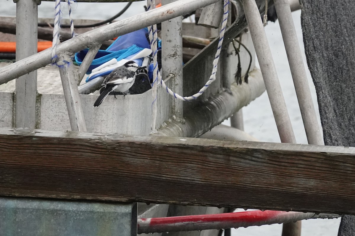 白鶺鴒 - ML644312248