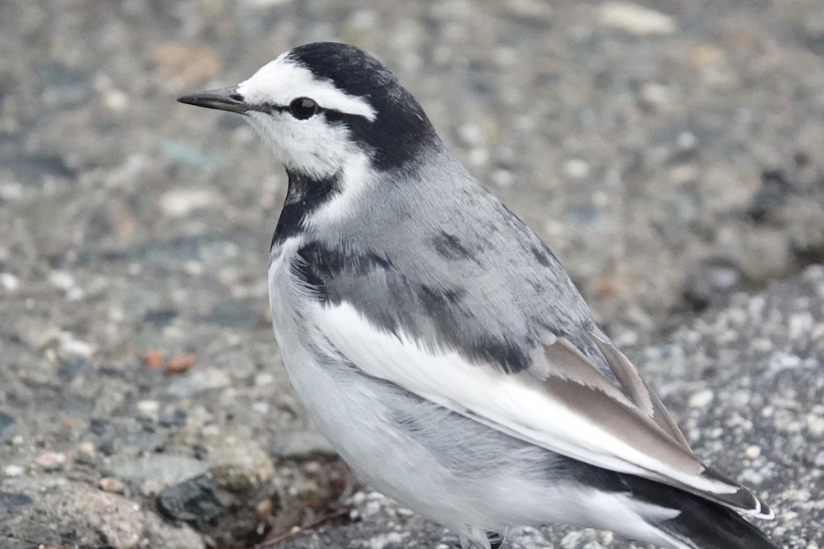 白鶺鴒 - ML644312249