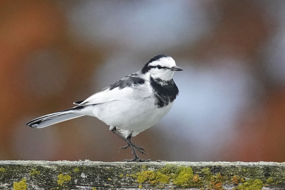 白鶺鴒 - ML644312250