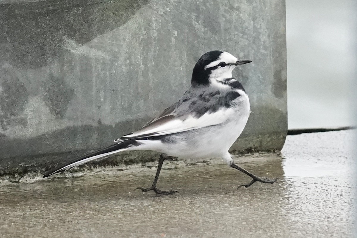 白鶺鴒 - ML644312251