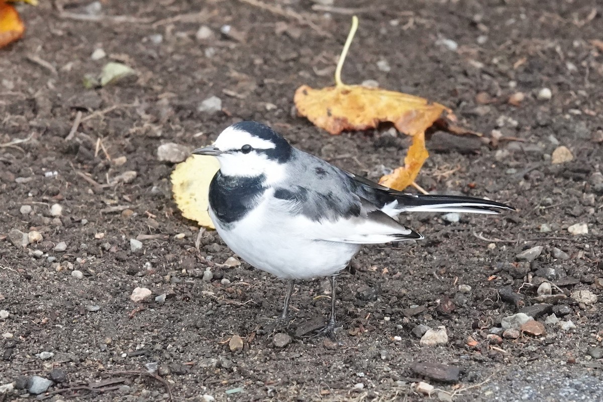 白鶺鴒 - ML644312252