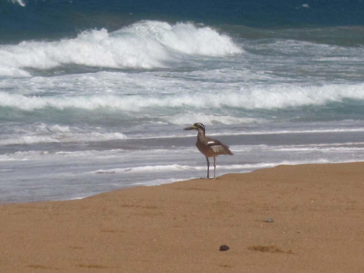 Beach Thick-knee - ML644312259
