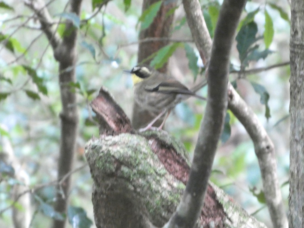 Yellow-throated Scrubwren - ML644312268