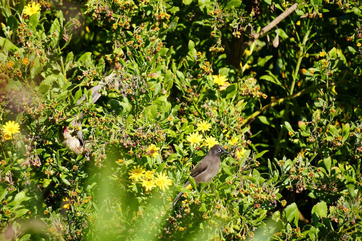 Bulbul du Cap - ML644312270