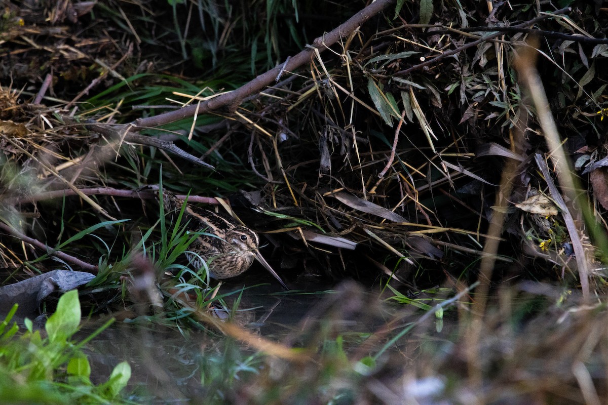 Шөвгөн хараалж - ML644312271