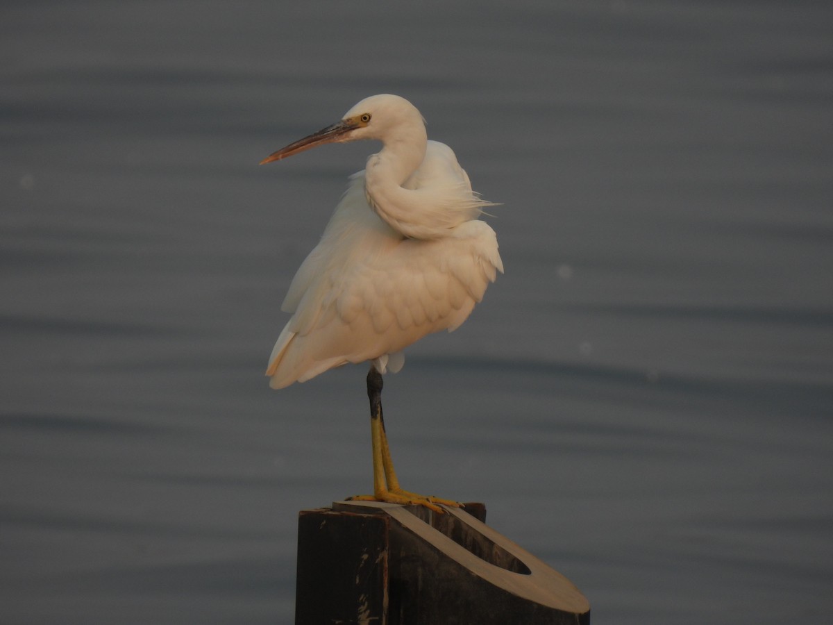 Western Reef-Heron - ML644312278