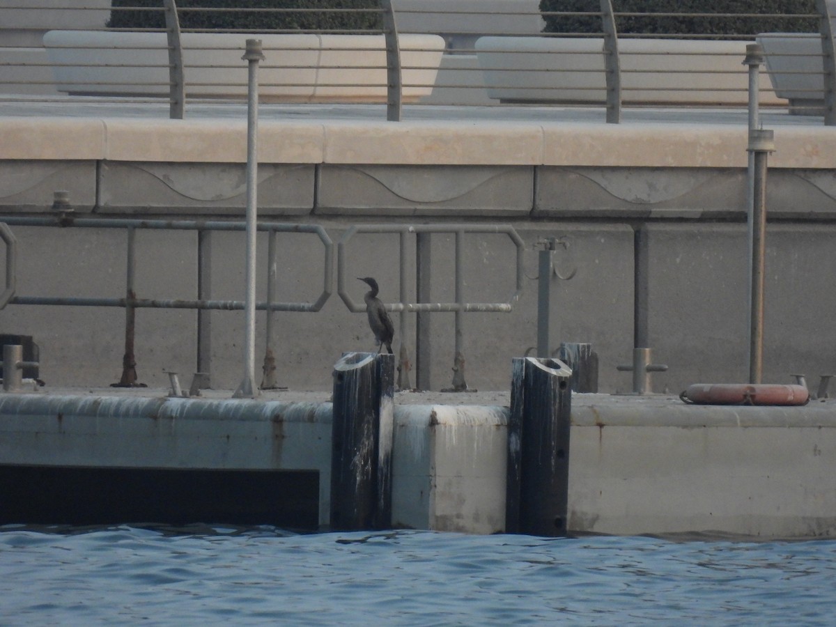 Socotra Cormorant - ML644312293