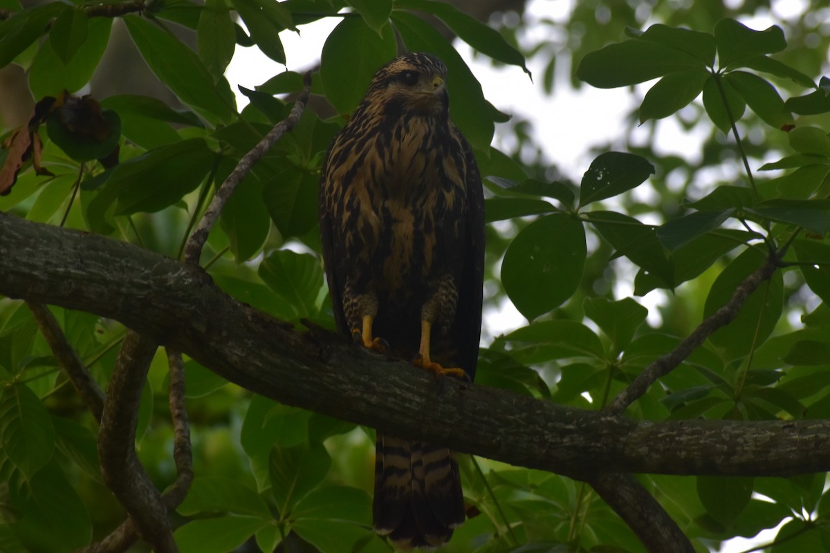 Common Black Hawk - ML644312329