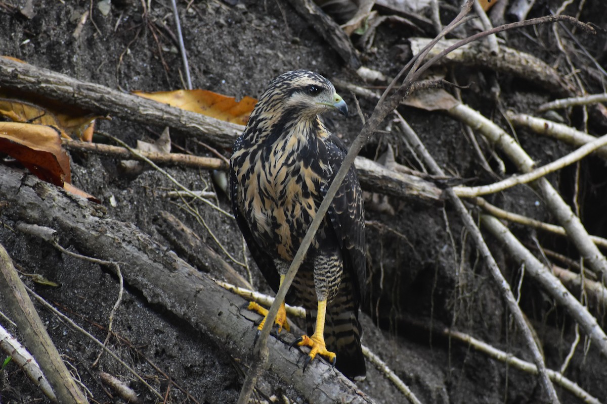 Common Black Hawk - ML644312330