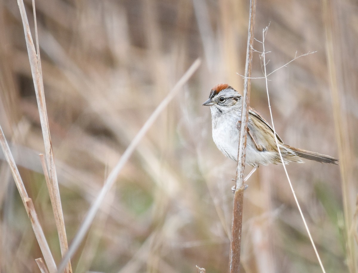 Swamp Sparrow - ML644312339