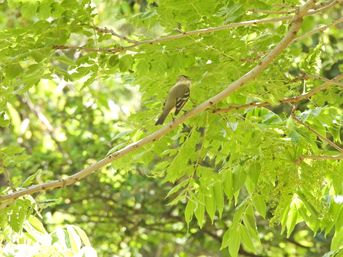 シラギクタイランチョウ - ML644312345