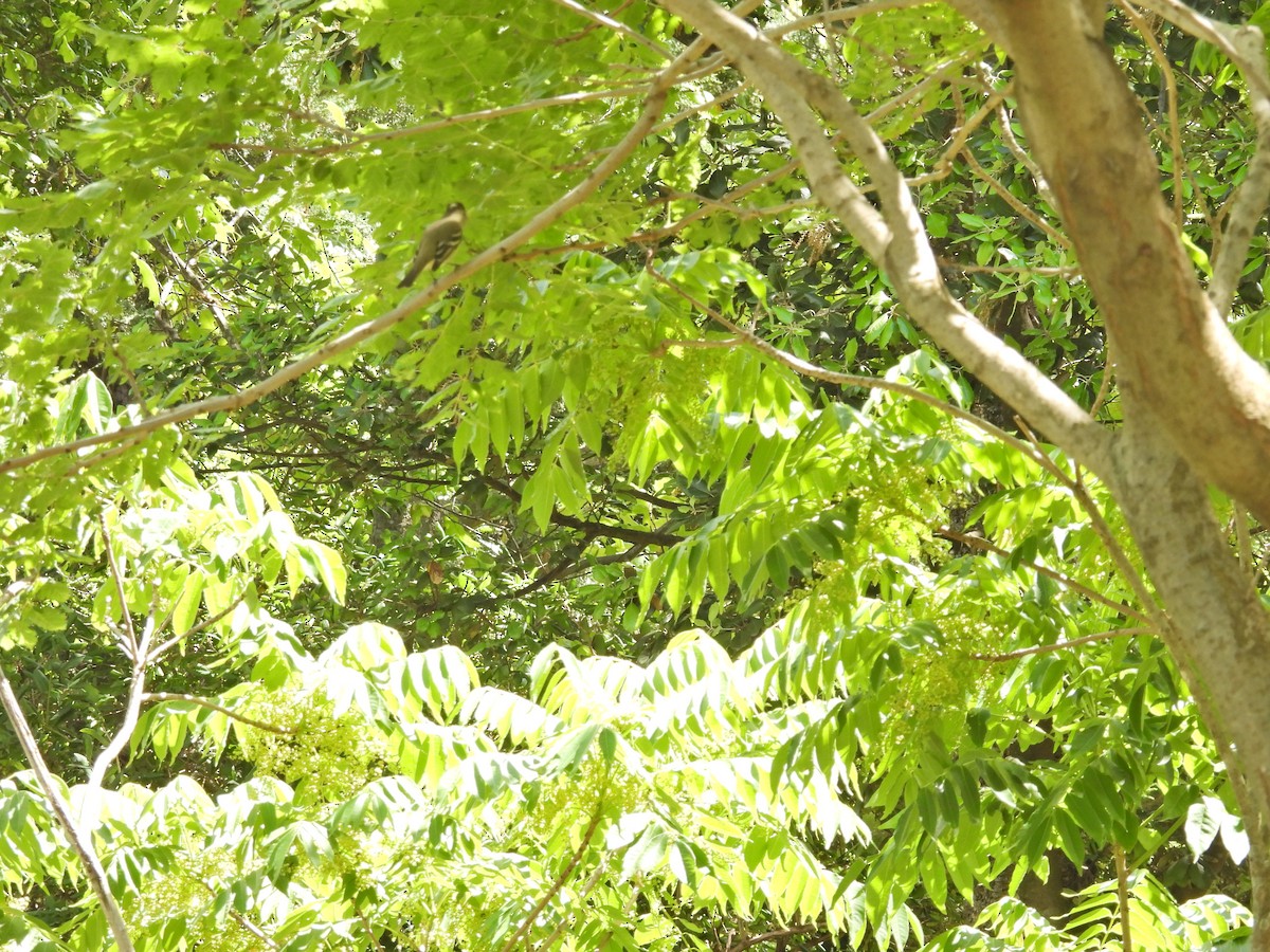 シラギクタイランチョウ - ML644312346