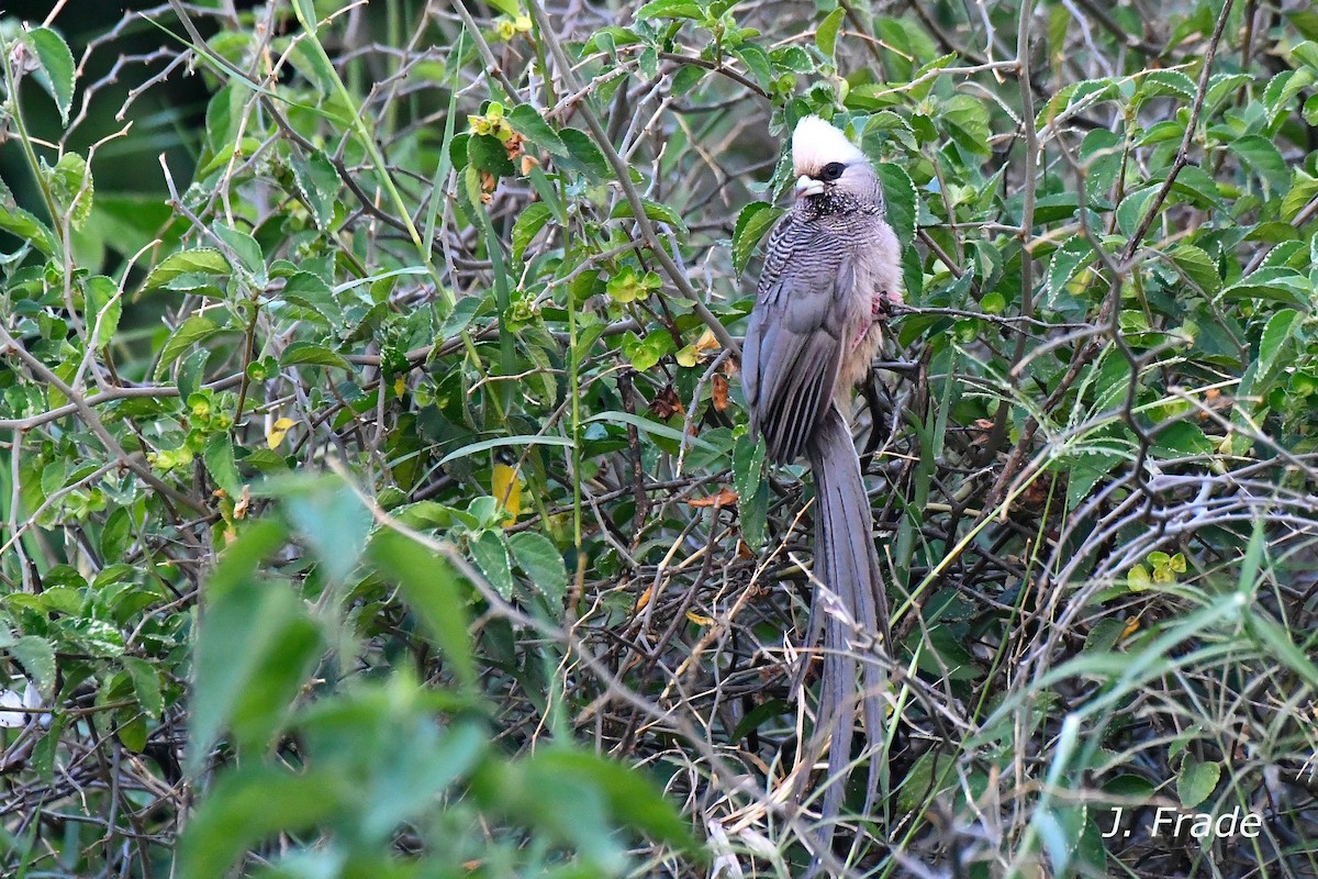 Coliou à tête blanche - ML644312347