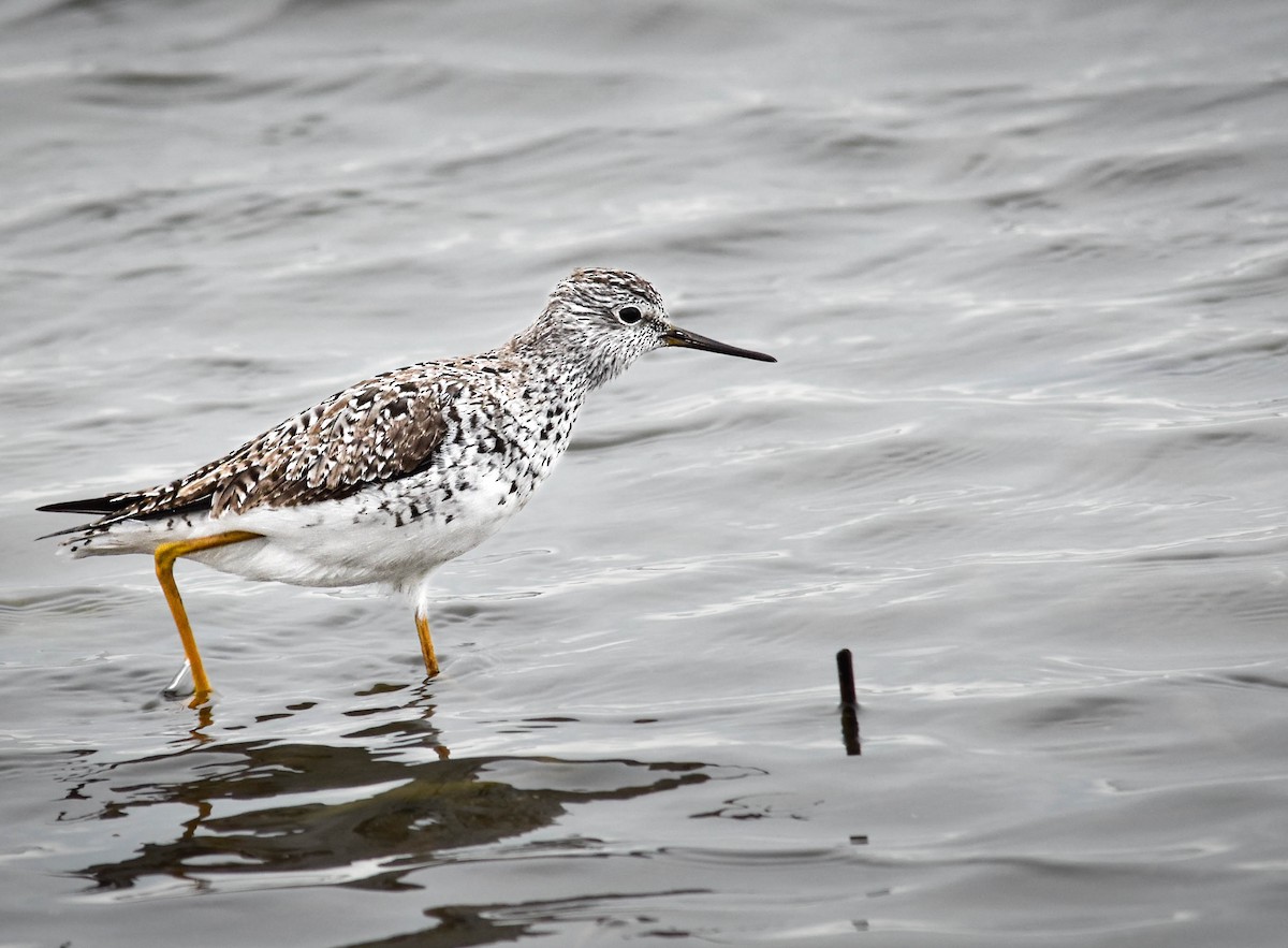 vodouš žlutonohý - ML644312355