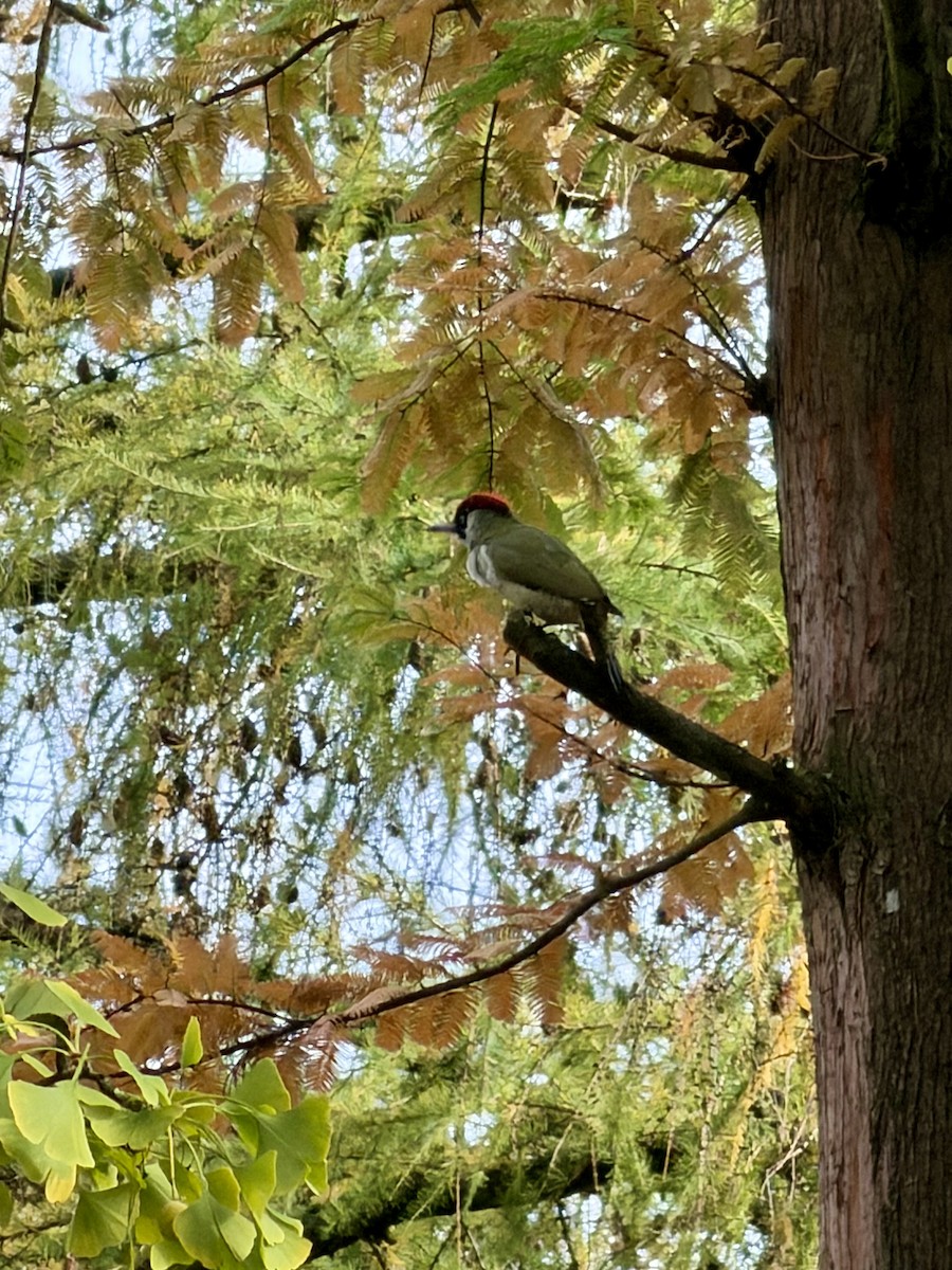 Eurasian Green Woodpecker - ML644312358