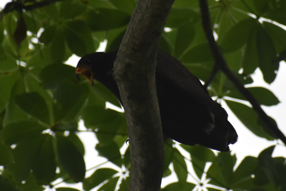 Common Black Hawk - ML644312359