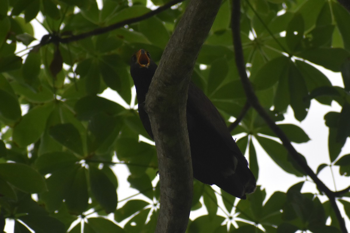 Common Black Hawk - ML644312361