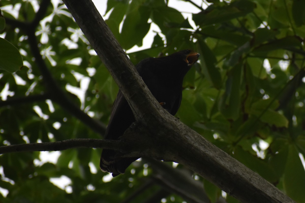 Common Black Hawk - ML644312362