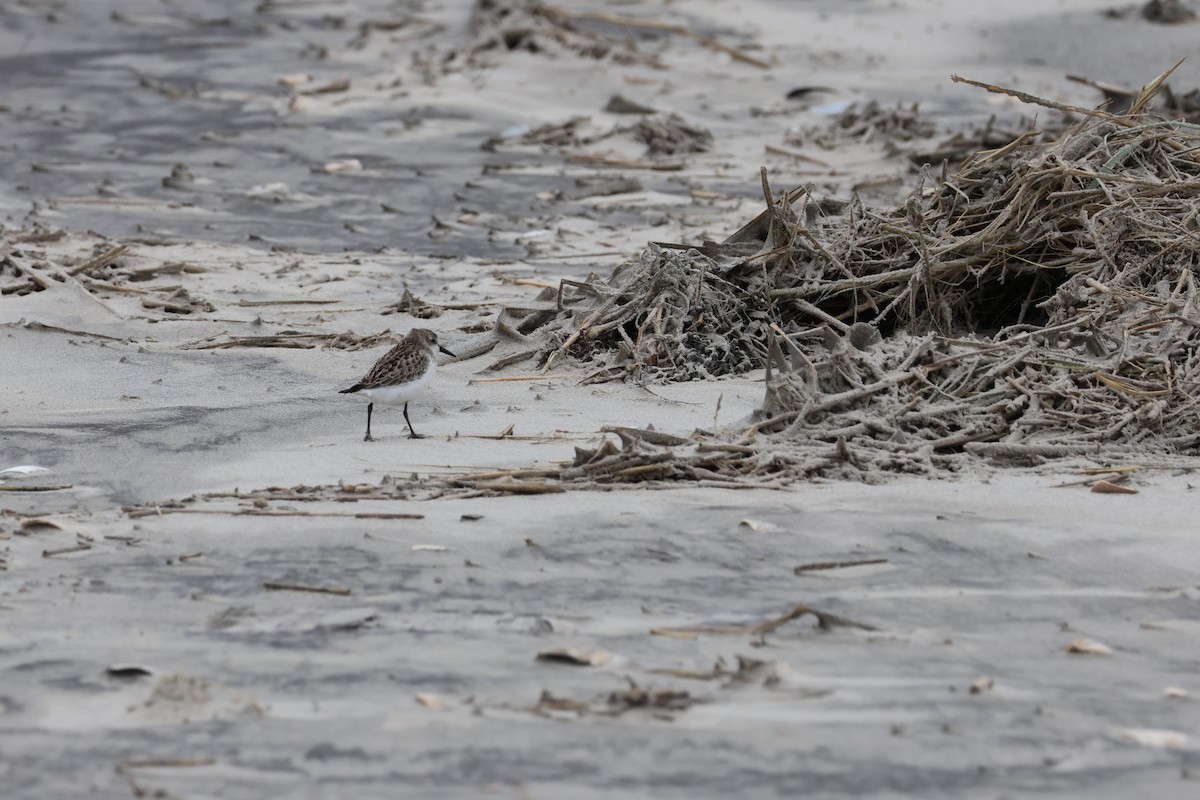 jespák srostloprstý - ML644312365