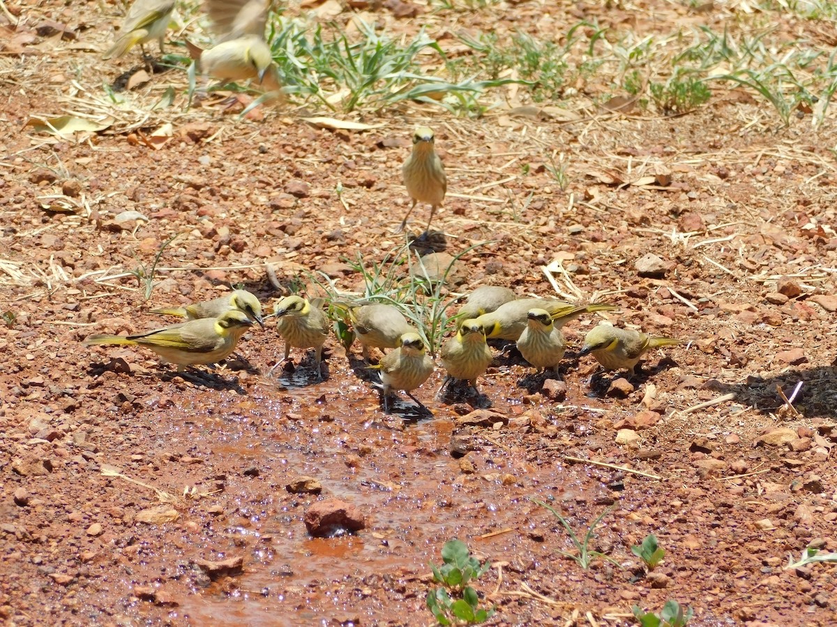 Gray-fronted Honeyeater - ML644312385