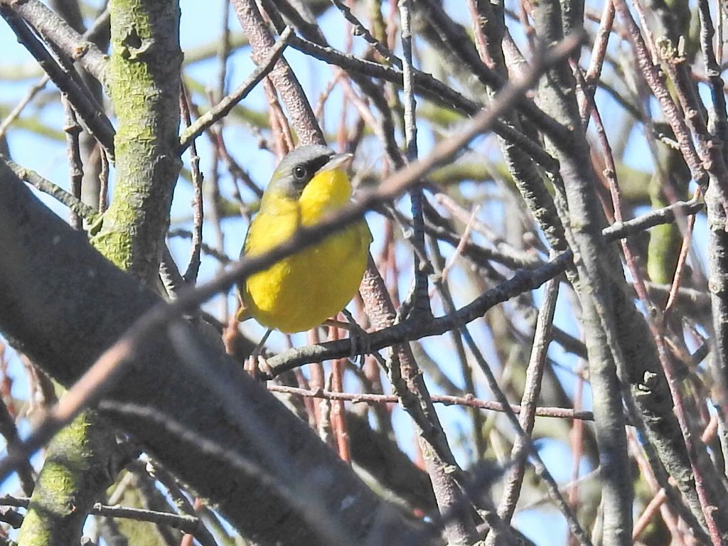Southern Yellowthroat - ML644312390
