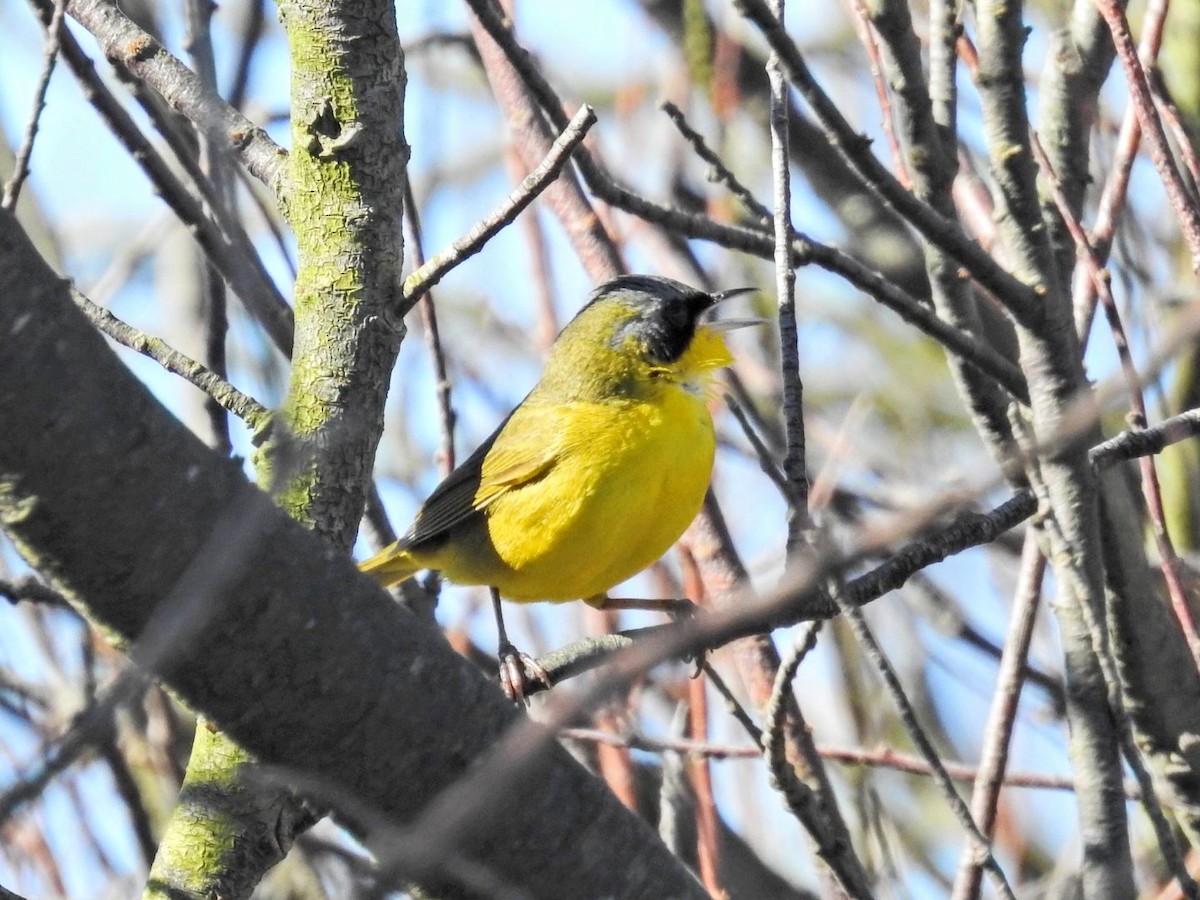 Southern Yellowthroat - ML644312391