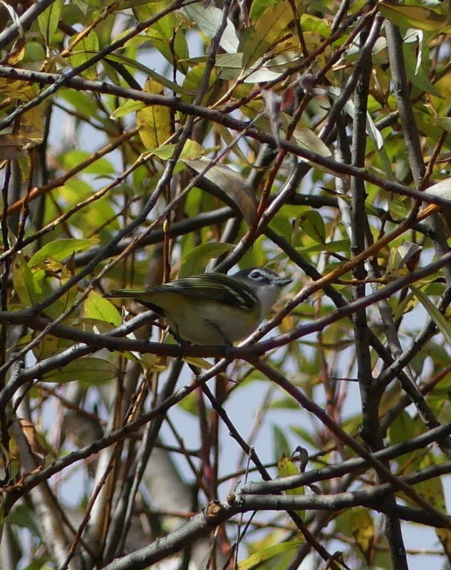 Blue-headed Vireo - ML644312396