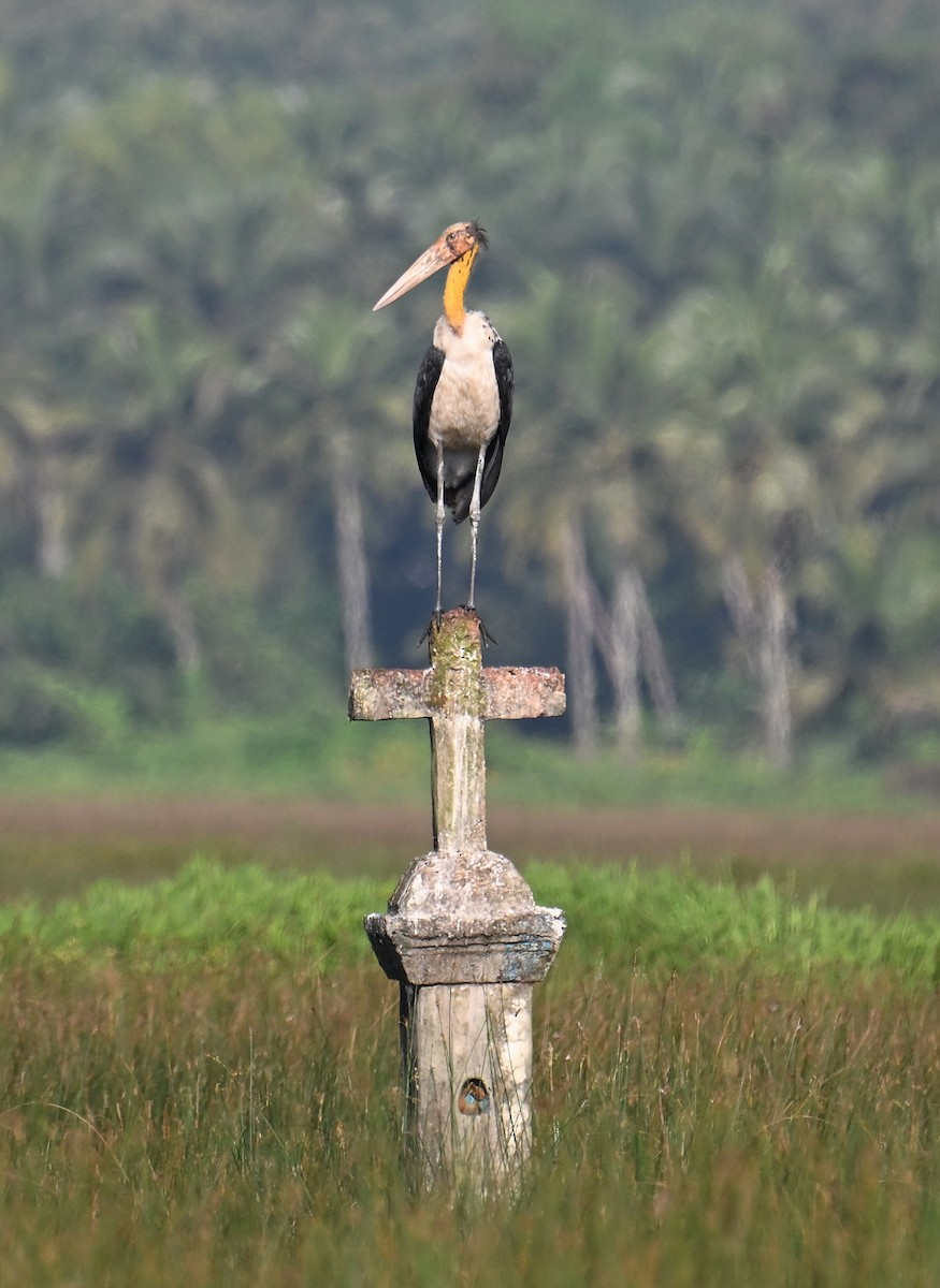 Lesser Adjutant - ML644312404