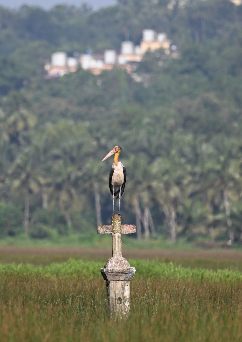 Lesser Adjutant - ML644312405