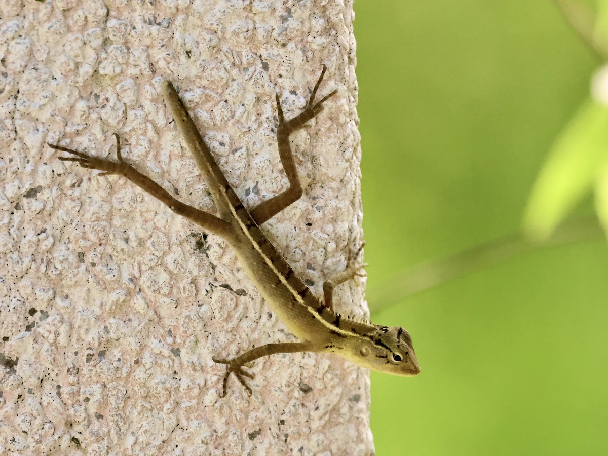 Oriental Garden Lizard - ML644312409