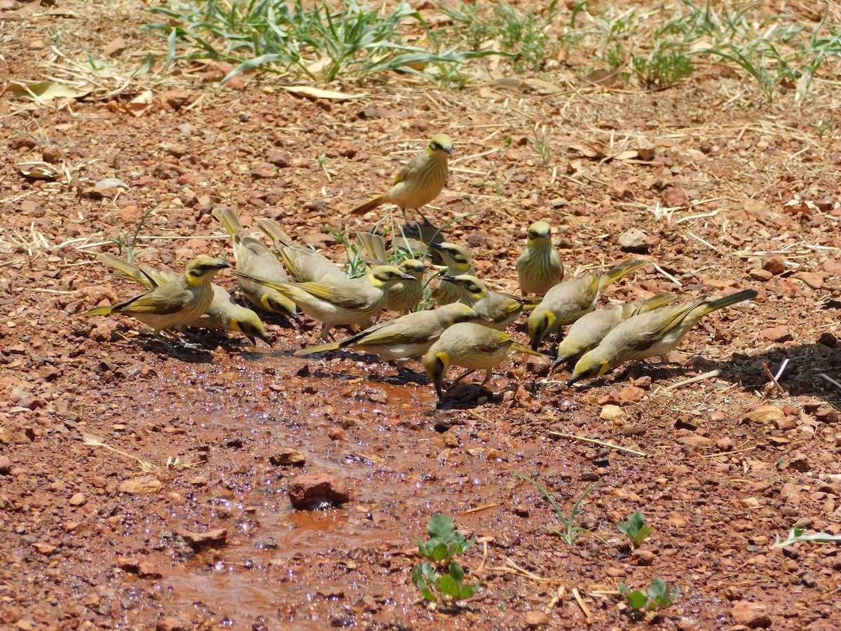 Gray-fronted Honeyeater - ML644312412