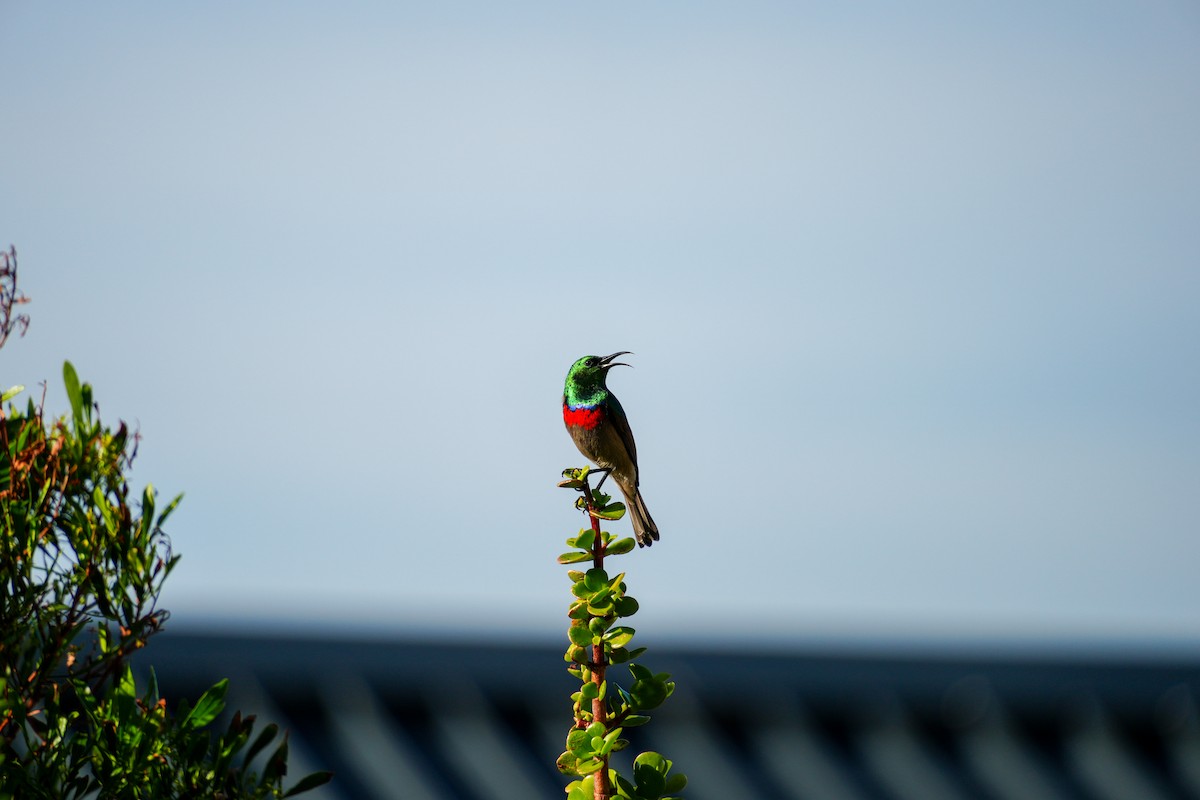 Southern Double-collared Sunbird - ML644312422