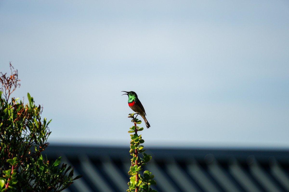 Southern Double-collared Sunbird - ML644312423
