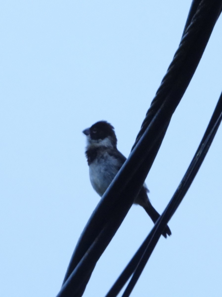 hvitkragefrøeter - ML644312426