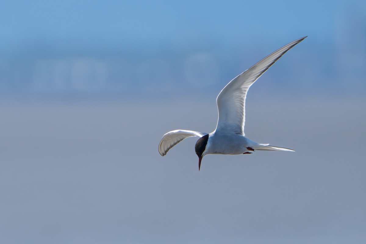 Küstenseeschwalbe - ML644312428