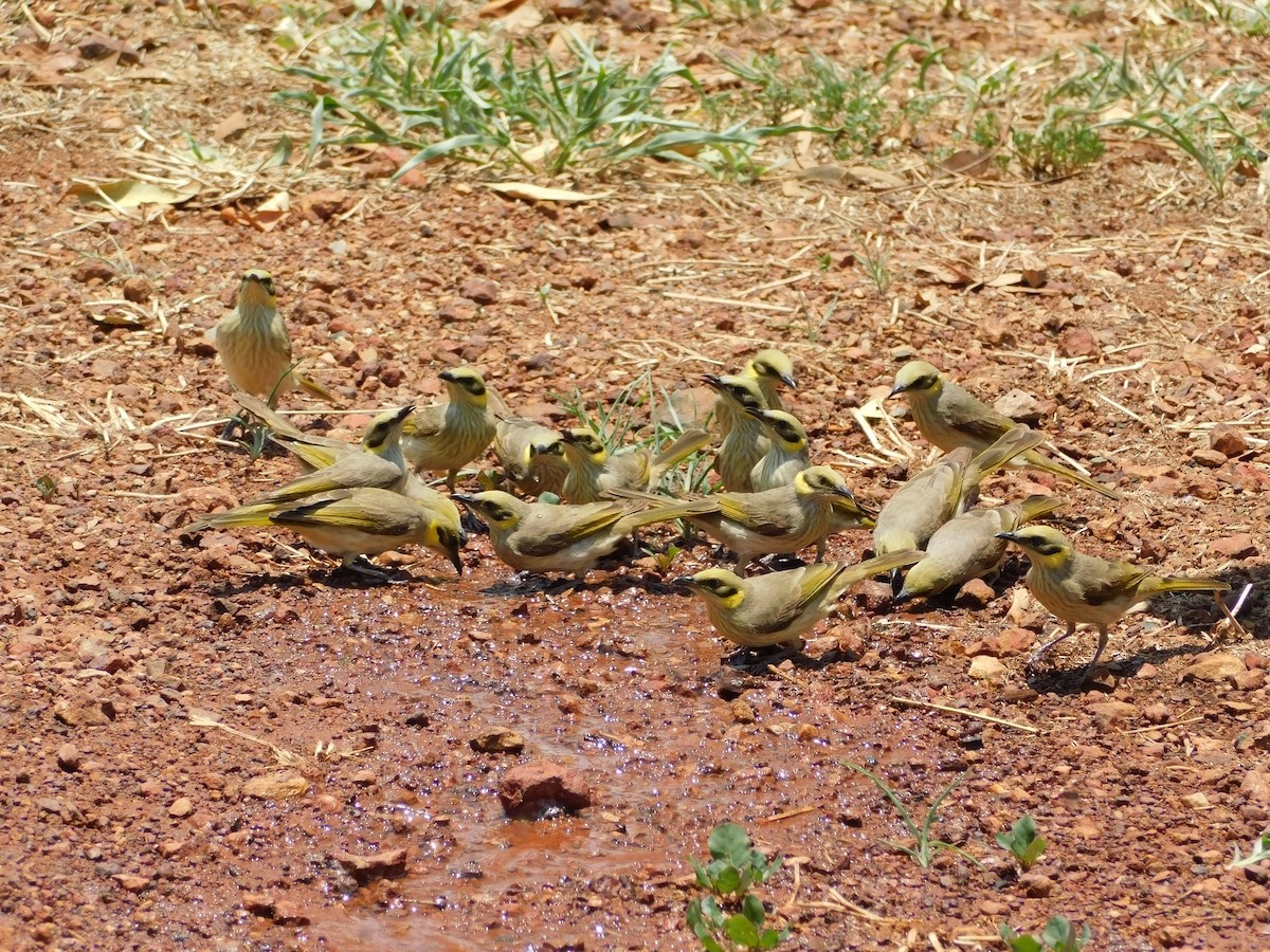 Gray-fronted Honeyeater - ML644312431