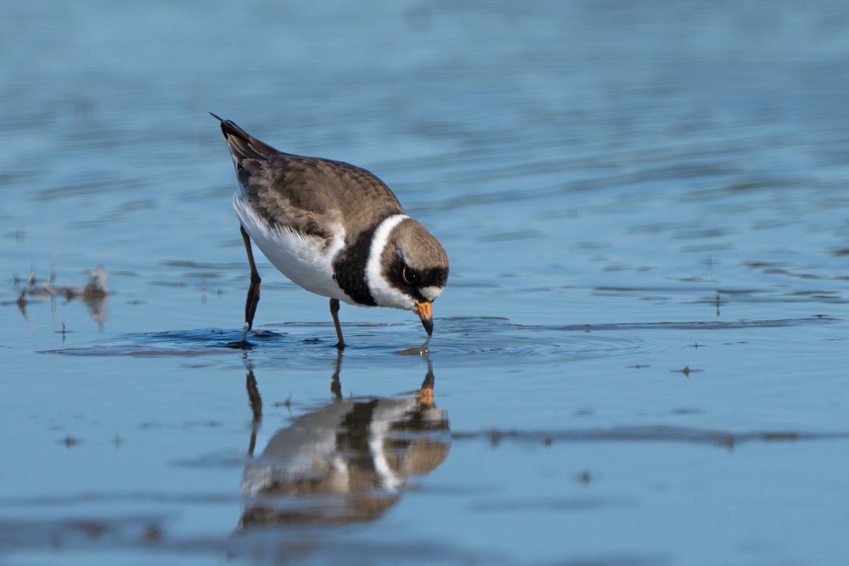 Eskimoregenpfeifer - ML644312433