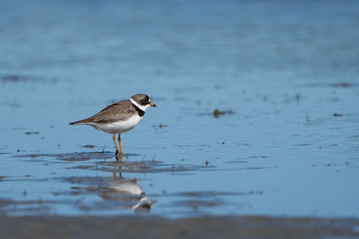 Eskimoregenpfeifer - ML644312434