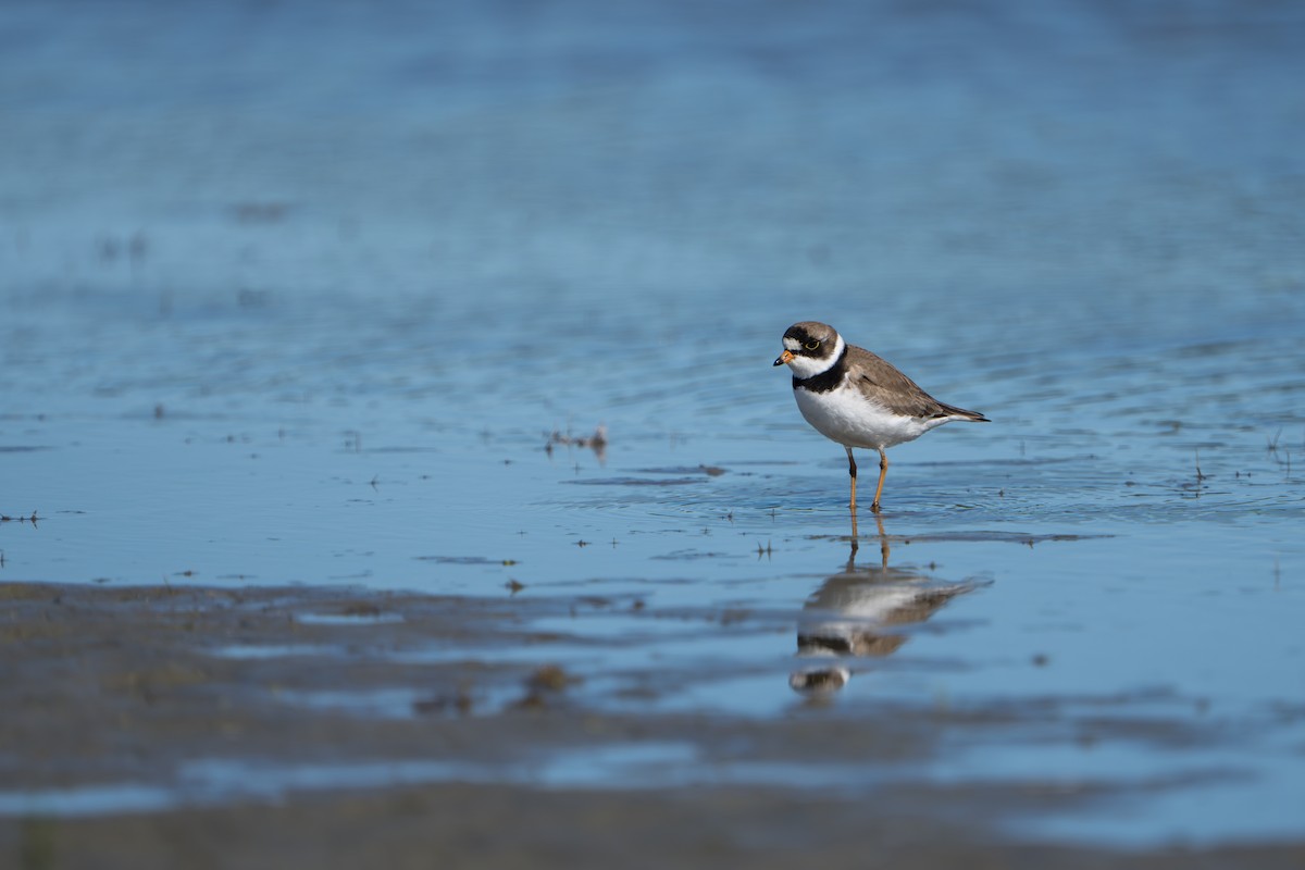 Eskimoregenpfeifer - ML644312435