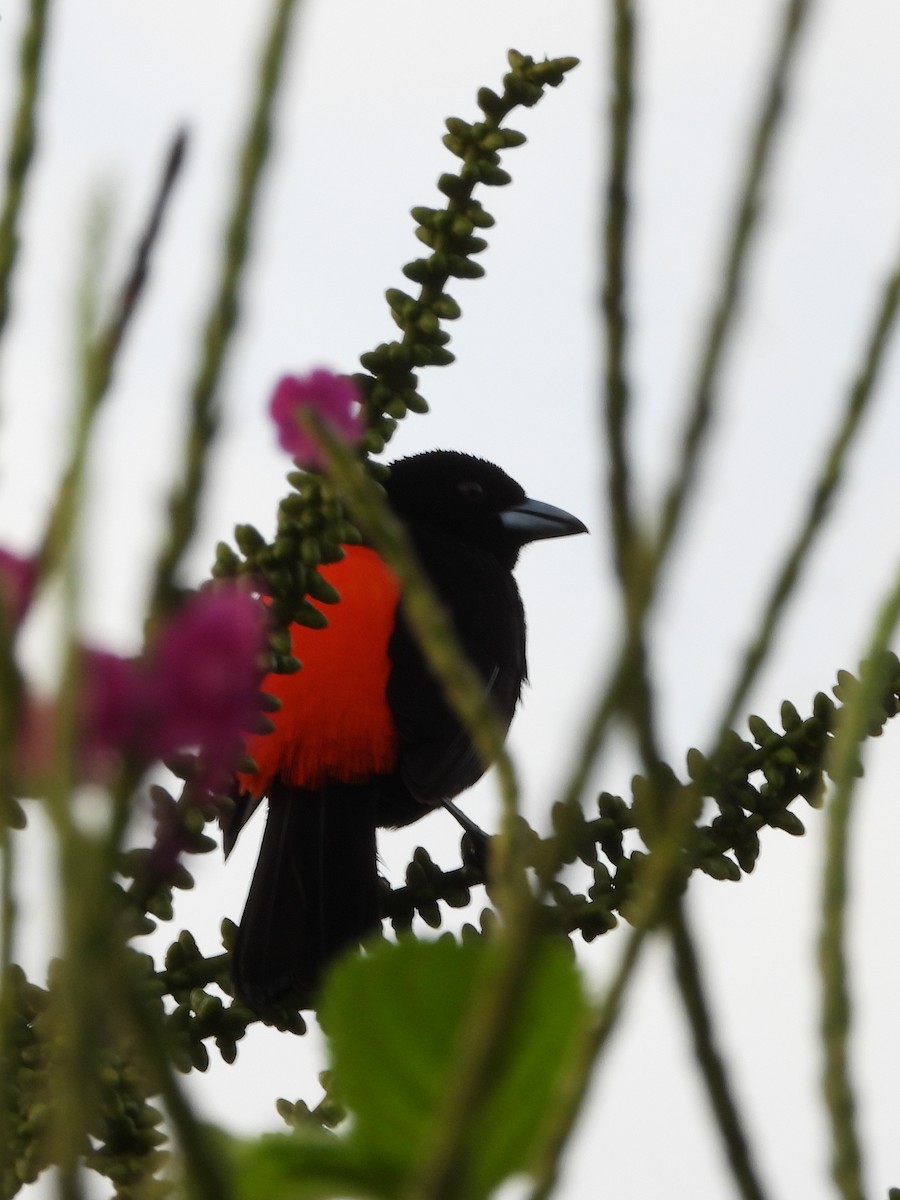 Scarlet-rumped Tanager - ML644312439