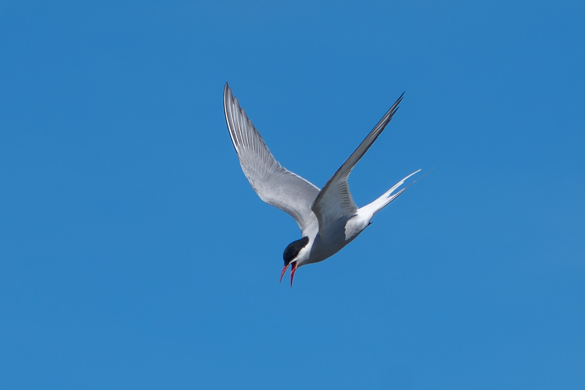 Küstenseeschwalbe - ML644312441