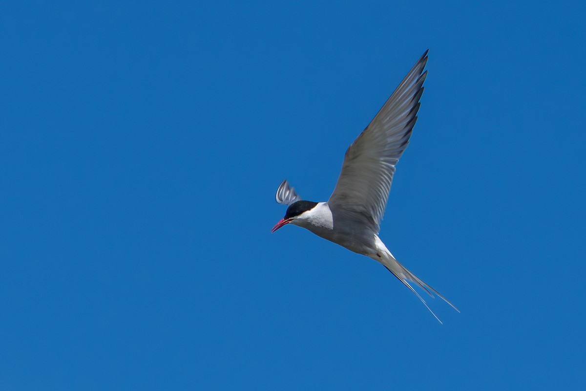 Küstenseeschwalbe - ML644312443