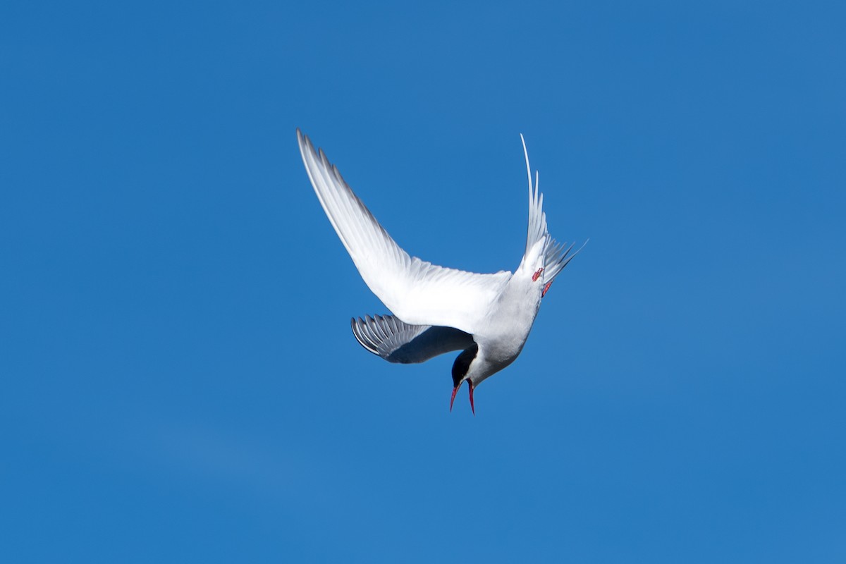 Küstenseeschwalbe - ML644312444