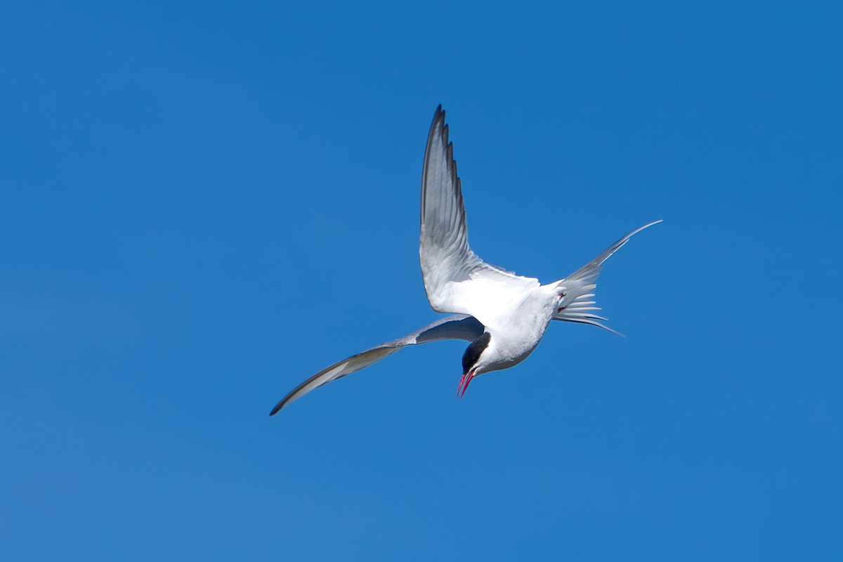 Küstenseeschwalbe - ML644312445