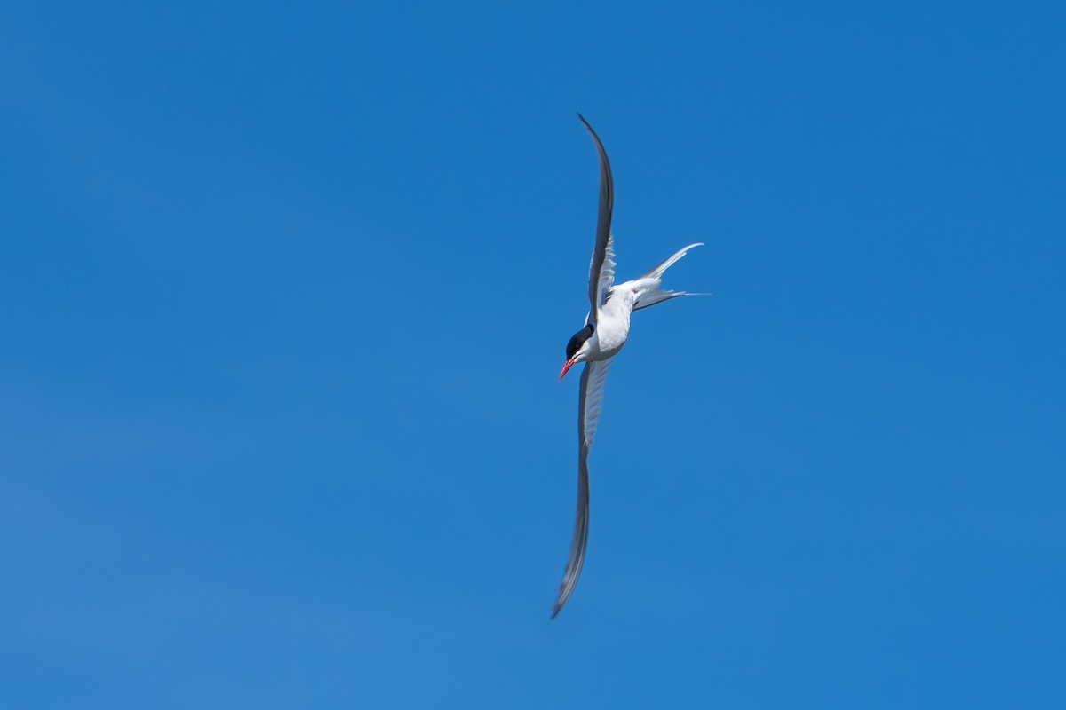 Küstenseeschwalbe - ML644312446