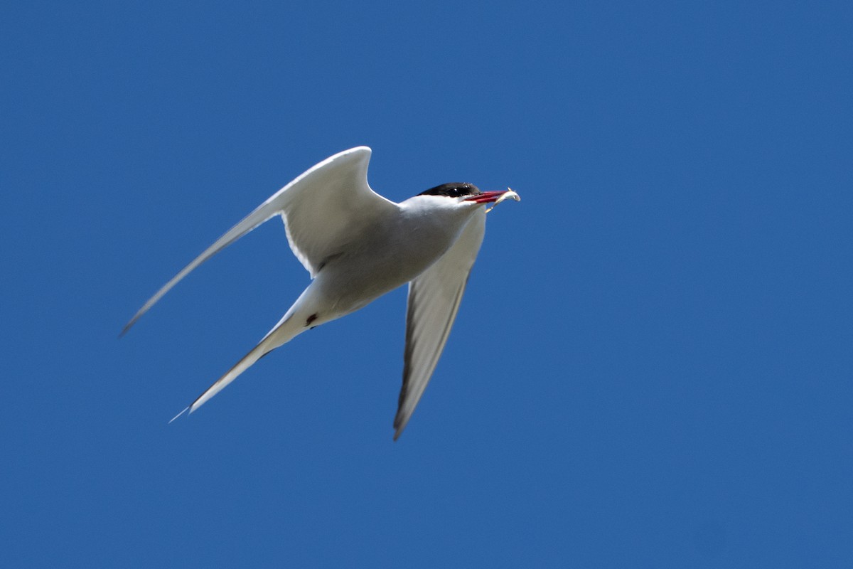 Küstenseeschwalbe - ML644312448