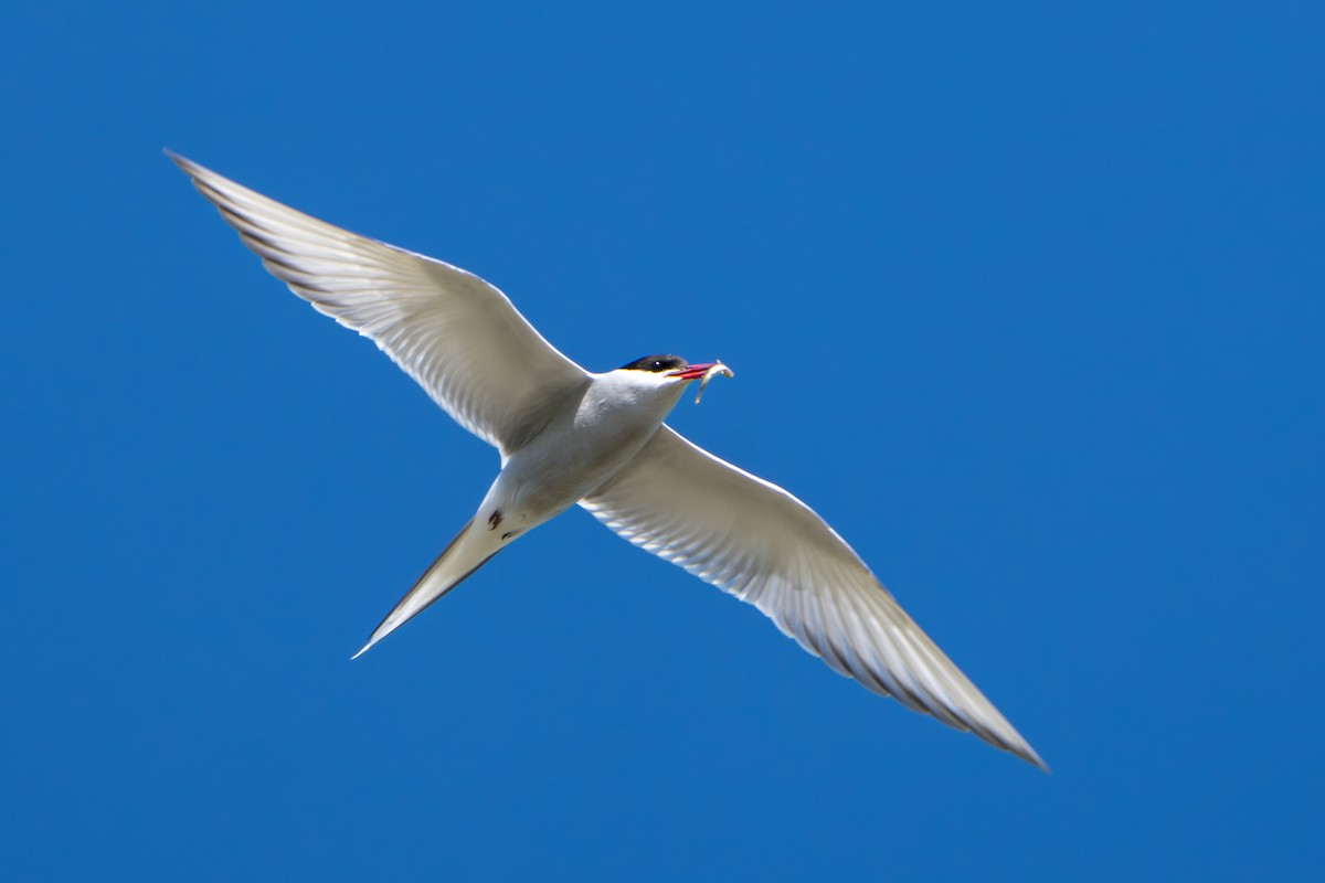 Küstenseeschwalbe - ML644312450