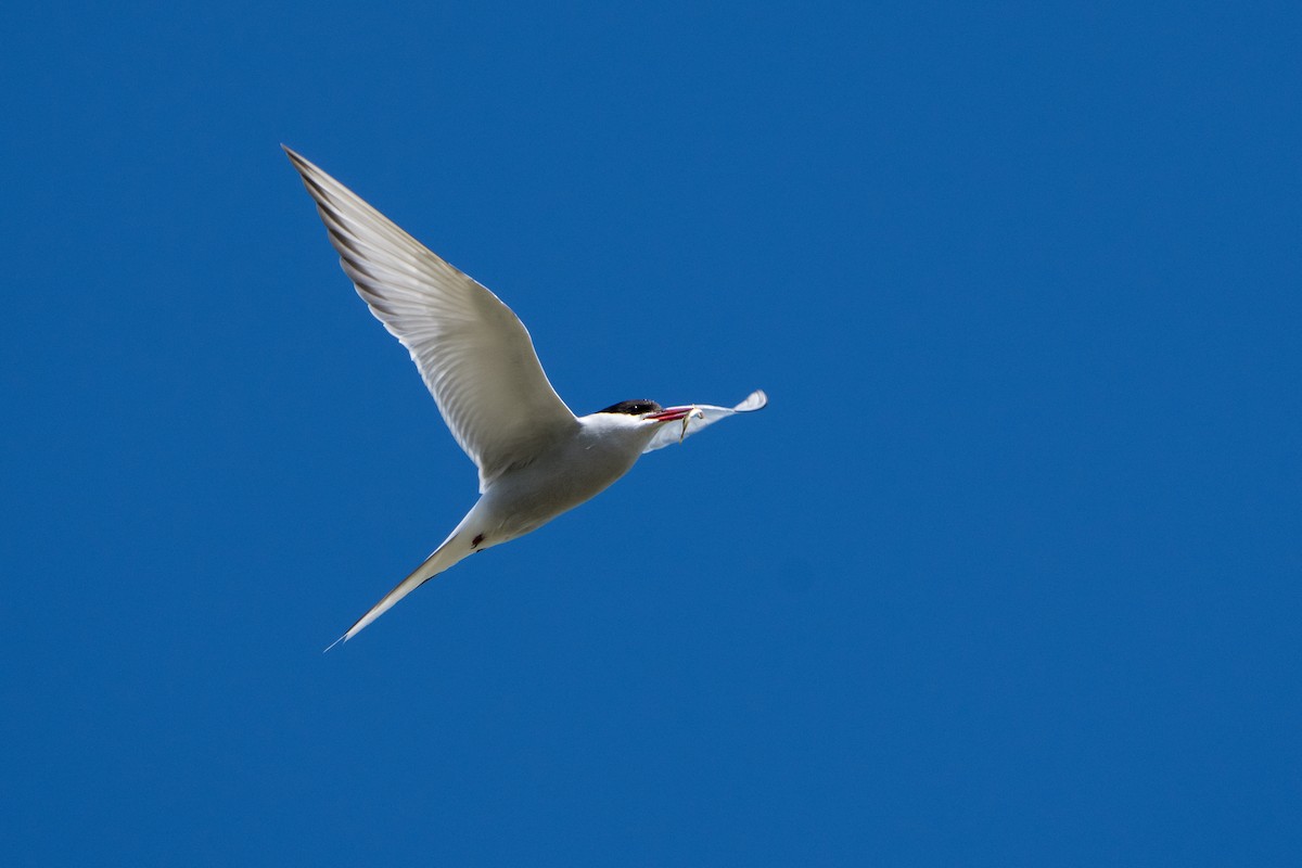 Küstenseeschwalbe - ML644312451