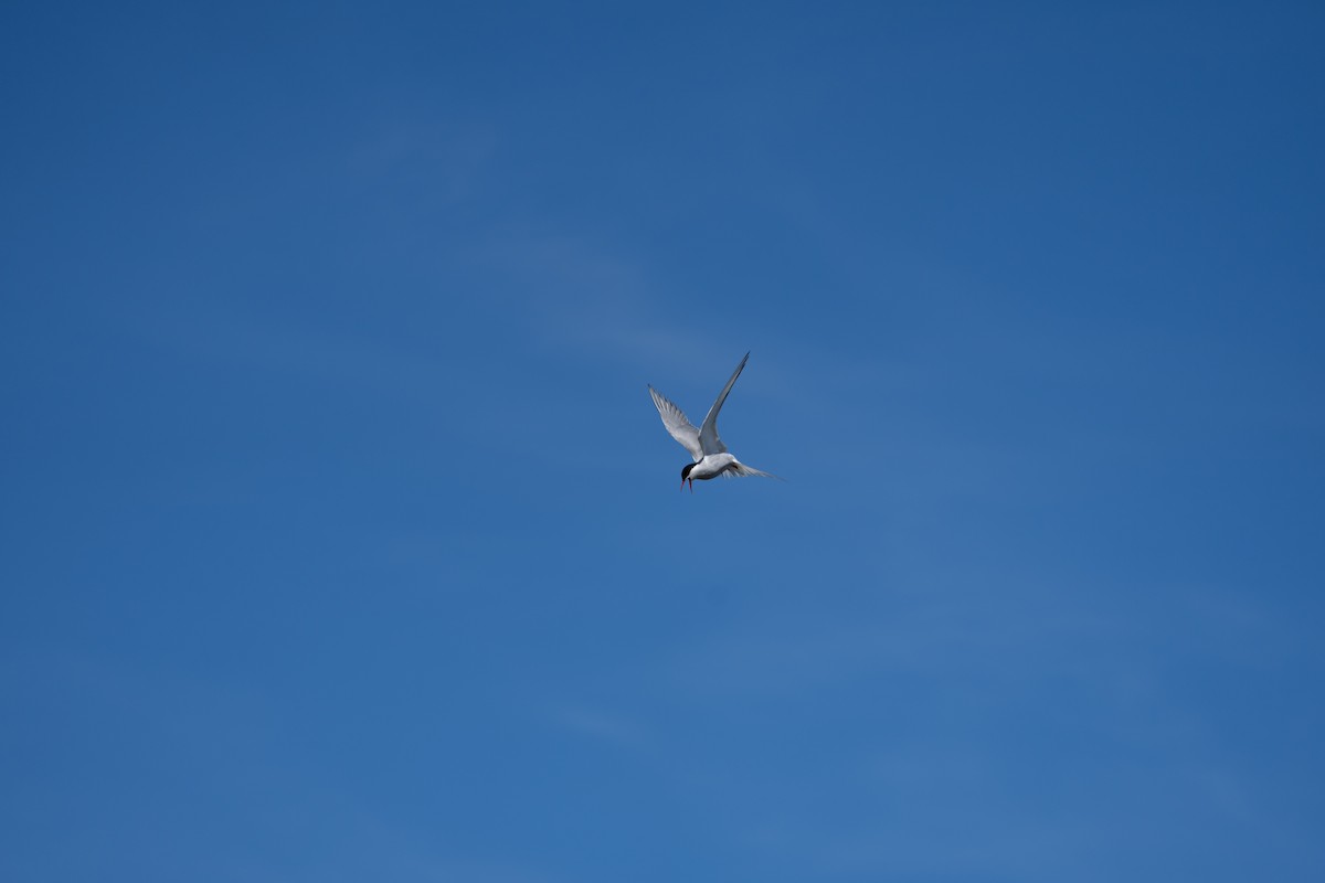 Küstenseeschwalbe - ML644312452