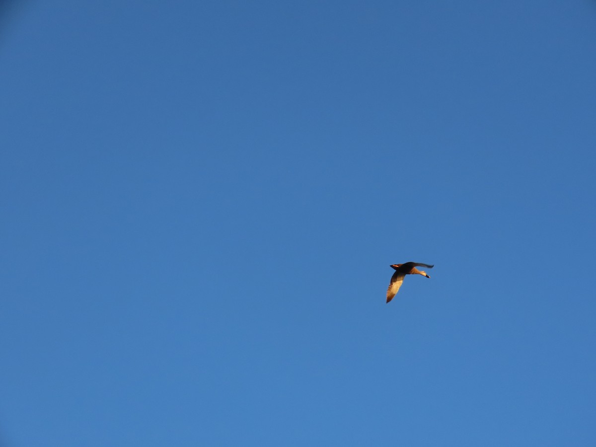 Eastern Spot-billed Duck - ML644312453